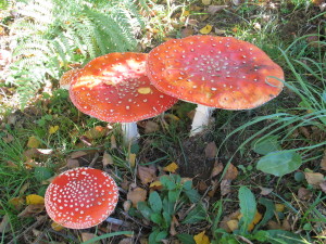 Amanita muscaria, rdeča mušnica