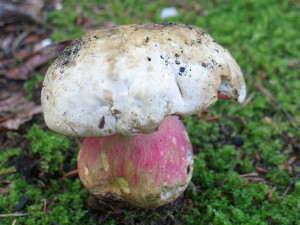 Boletus satanas, vražji goban