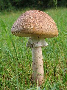 Amanita rubescens, rdečkasta mušnica
