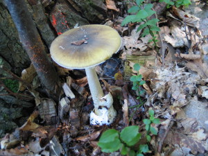 Amanita phalloides, zelena mušnica