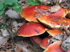 Boletus dupaini, Dupainov goban