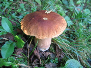 Boletus edulis, jesenski goban
