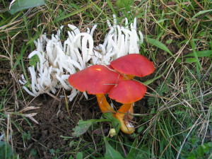Clavaria fragilis in Hygrocybe coccinea, krhka kijevka in škrlatna vlažnica