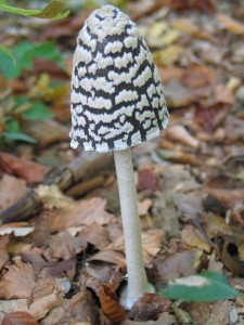 Coprimopsis picacea, pisana tintovka