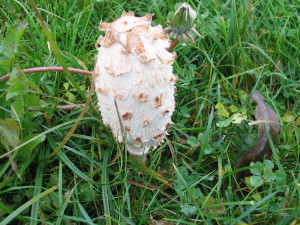 Coprinus comatus, velika tintnica