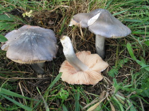 Entoloma bloxamii, modrikasta rdečelistka, RS
