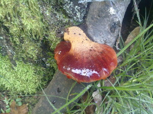 Fistulina hepatica, jetrasta cevača, RS