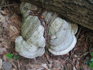Fomes fomentarius, bukova kresilka