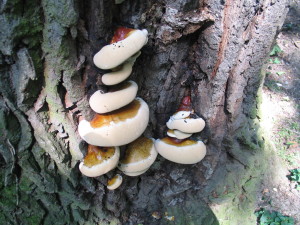 Ganoderma resinaceum, smolena pološčenka