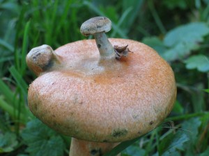 Lactarius deliciosus, užitna sirovka - goba na gobi