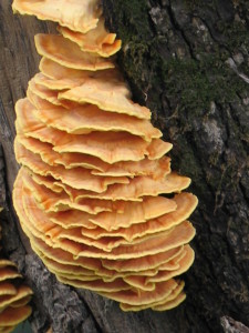 Laetiporus sulphureus, žvepleni lepoluknjičar