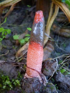 Mutinus elegans, lepi klinček