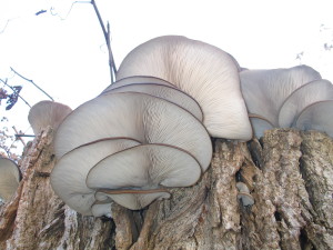 Pleurotus ostreatus, bukov ostrigar