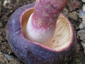 Russula violeipes, vijoličnobetna golobica