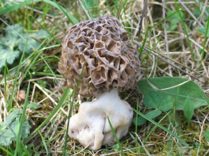 Morchella esculenta, užitni smrček