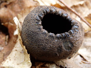 Urnula craterium, pecljata žara