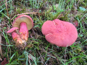 Xerocomellus rubelus, rdeči polstenec